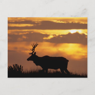 Tule Elk   Point Reyes National Seashore Postcard