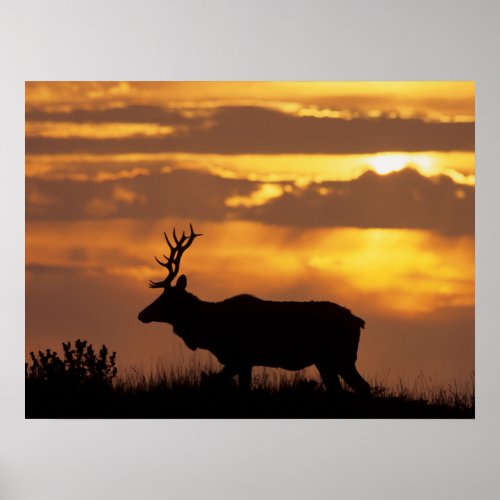 Tule Elk  Point Reyes National Seashore Poster