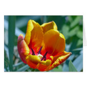 Tulip (Front Horizontal)