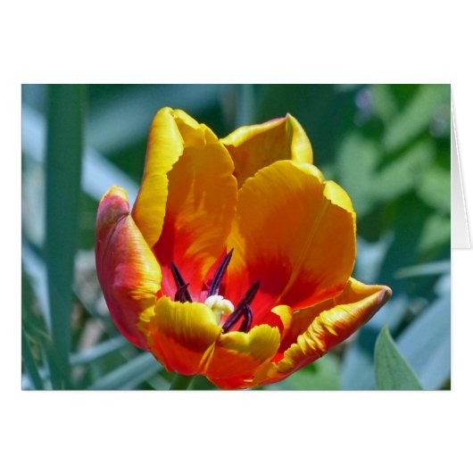 Tulip (Front Horizontal)