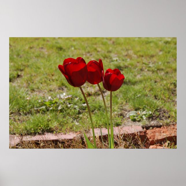 tulip99 poster (Front)
