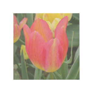Tulip 12" x 12" Gallery Wrap