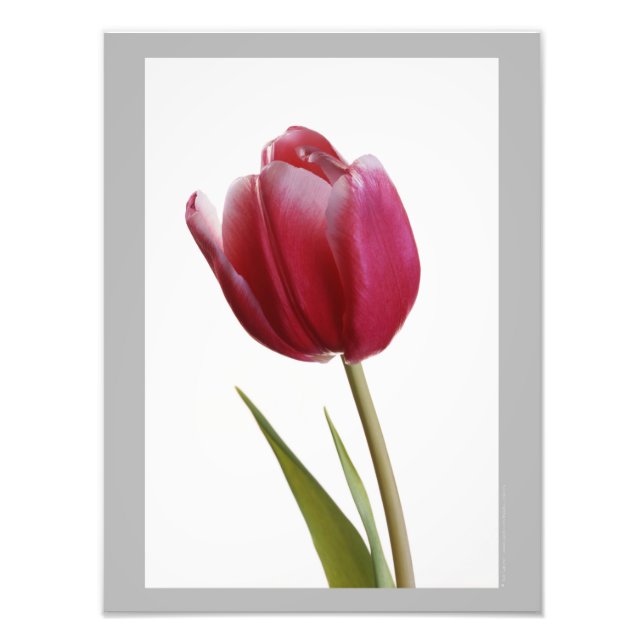 Tulip 7 - Single bright red tulip bloom Photo Print (Front)