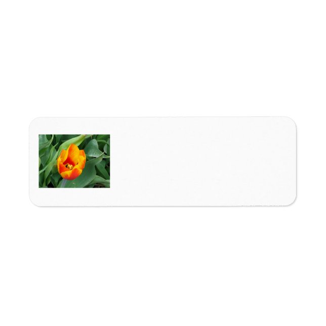 Tulip Address Label (Front)