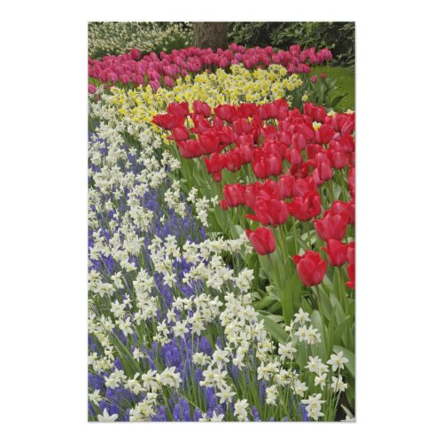 Tulip and daffodil garden Keukenhof Gardens Photo Print