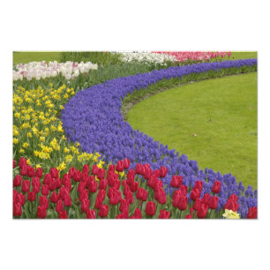 Tulip and Grape Hyacinth and daffodil garden, Photo Print