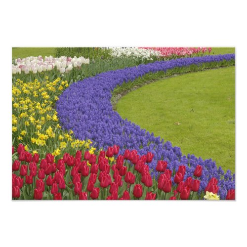 Tulip and Grape Hyacinth and daffodil garden Photo Print