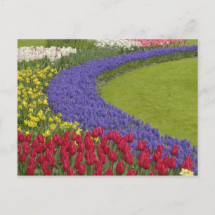 Tulip and Grape Hyacinth and daffodil garden, Postcard