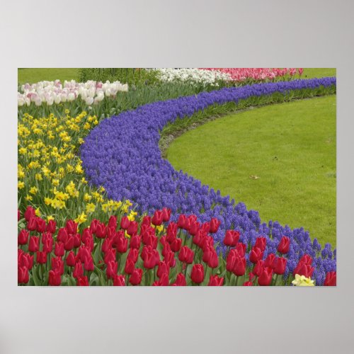 Tulip and Grape Hyacinth and daffodil garden Poster