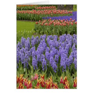 Tulip and Hyacinth garden, Keukenhof Gardens, Cards