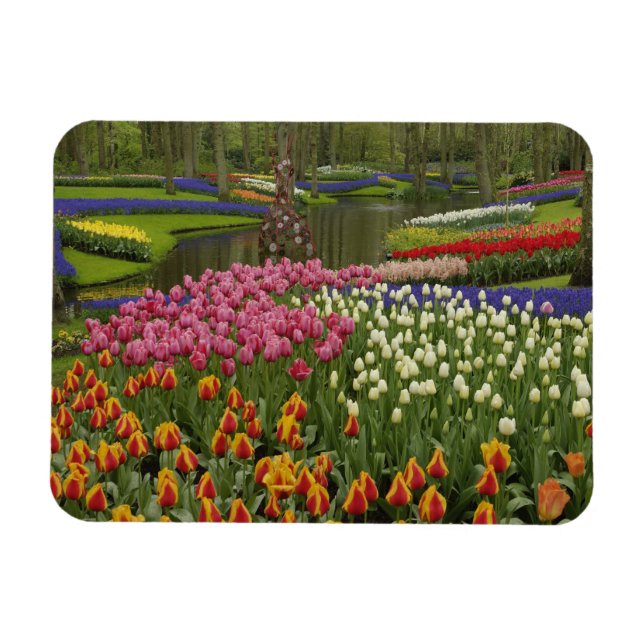 Tulip and hyacinth garden, Keukenhof Gardens, Magnet (Horizontal)