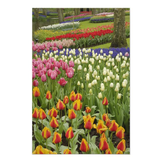 Tulip and hyacinth garden, Keukenhof Gardens, Photo Print (Front)