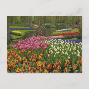 Tulip and hyacinth garden, Keukenhof Gardens, Postcard