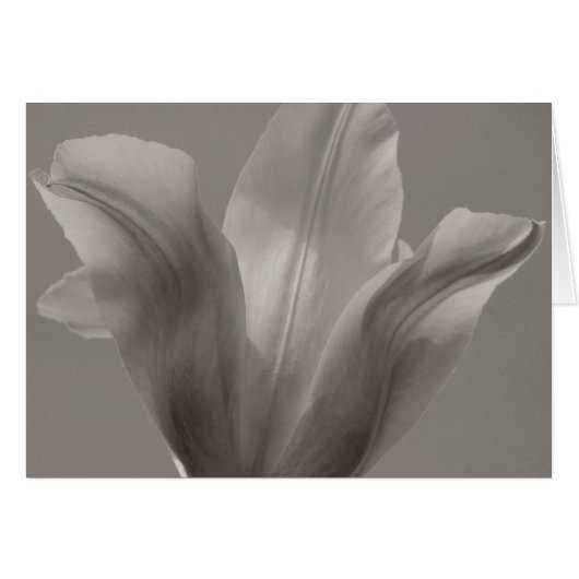 Tulip Black and White (Front Horizontal)