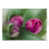 Tulip Bouquet (Front Horizontal)