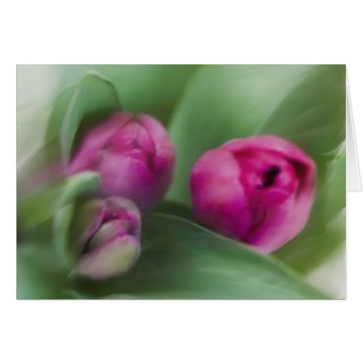 Tulip Bouquet Cards (Front Horizontal)