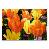 Tulip Bulbs (Front Horizontal)