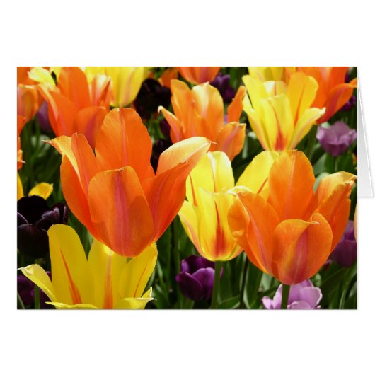Tulip Bulbs Cards (Front Horizontal)