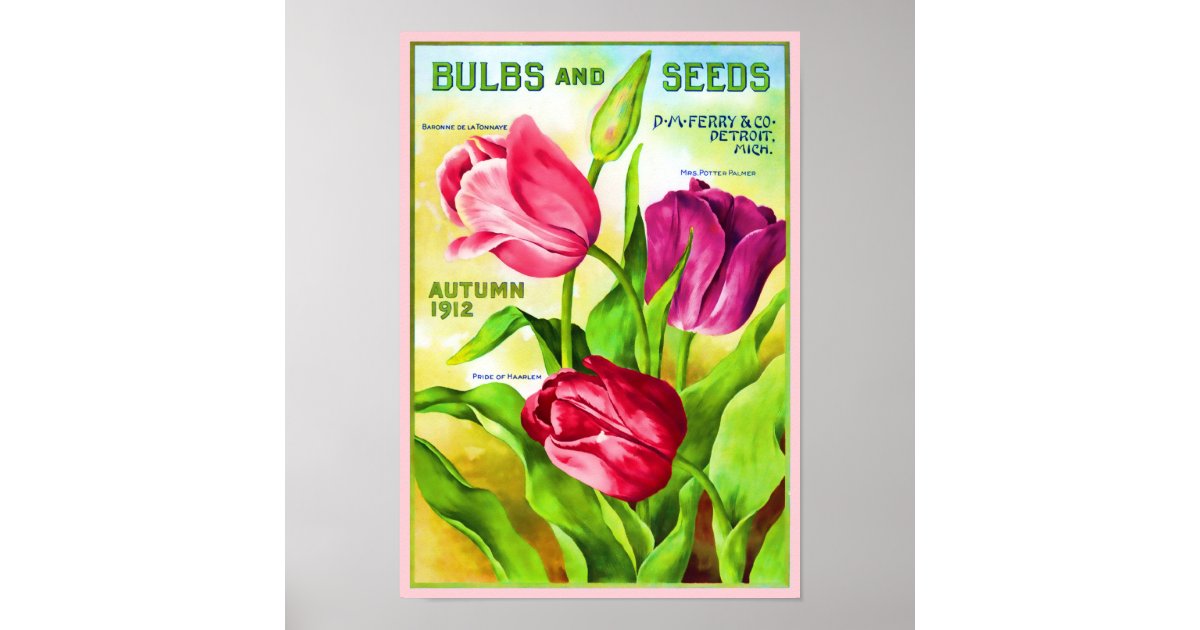 Tulip Bulbs Catalog Illustration Poster Zazzle