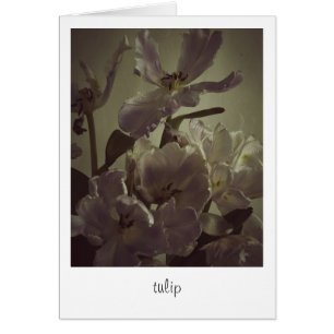 "tulip" by Heidi Rondak Photography Cards