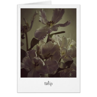 "tulip" by Heidi Rondak Photography Cards