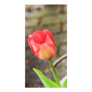 Tulip Card