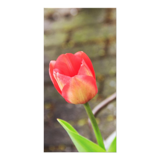 Tulip Card (Front)