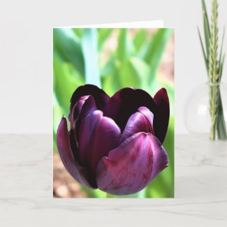Tulip, card