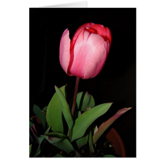 Tulip Card (Front)