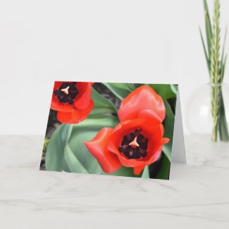 Tulip, card