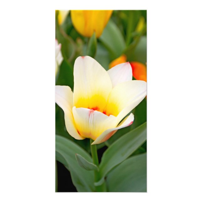 Tulip Card (Front)