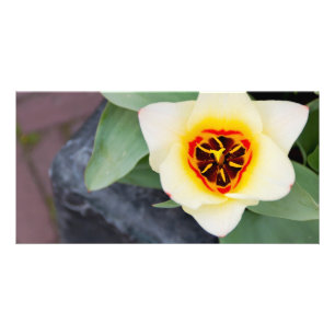 Tulip Card