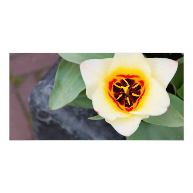Tulip Card (Front)