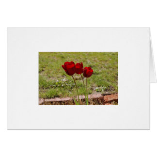 tulip cards