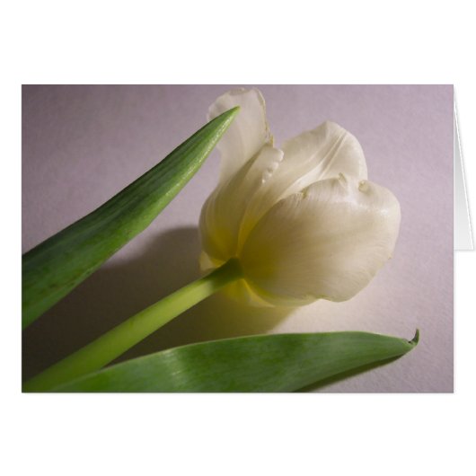Tulip Cards (Front Horizontal)