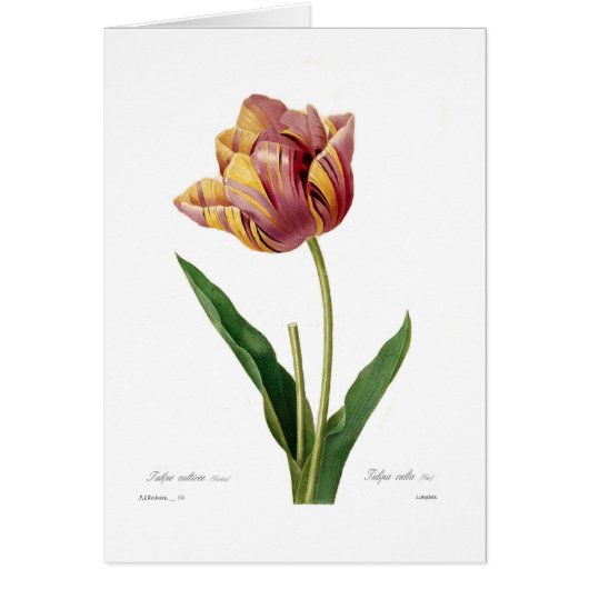 Tulip Cards (Front)