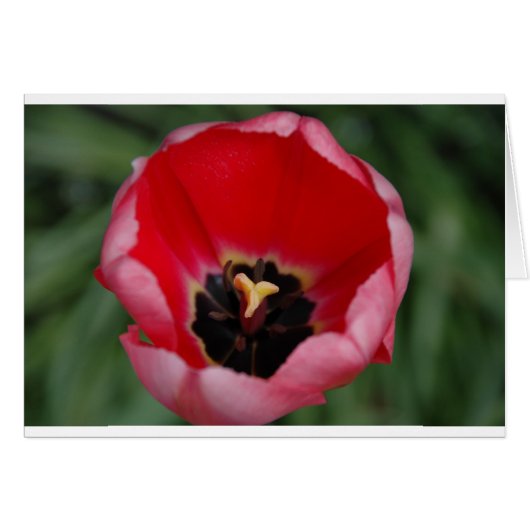 Tulip Cards (Front Horizontal)