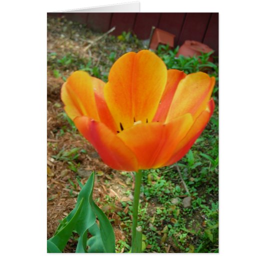 Tulip Cards (Front)