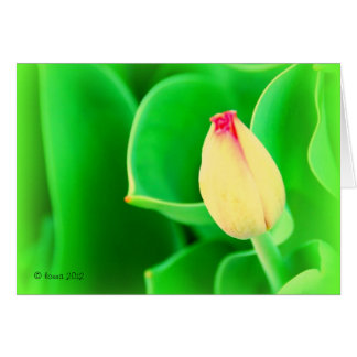 Tulip Cards