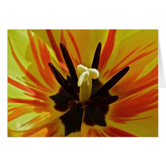 Tulip Close up Cards (Front Horizontal)