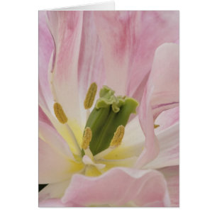 Tulip close-up, Keukenhof Gardens, Lisse, Cards
