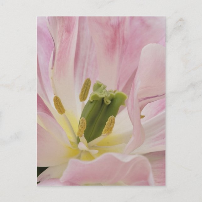 Tulip close-up, Keukenhof Gardens, Lisse, Postcard (Front)