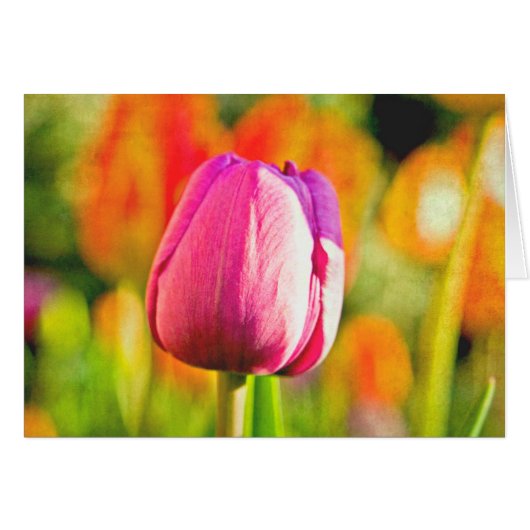 Tulip Collage Cards (Front Horizontal)