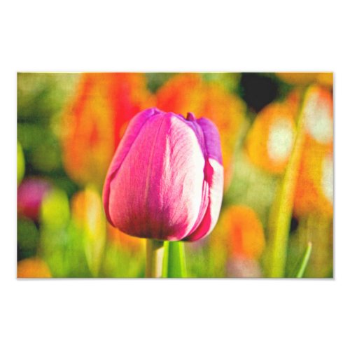 Tulip Collage Photo Print