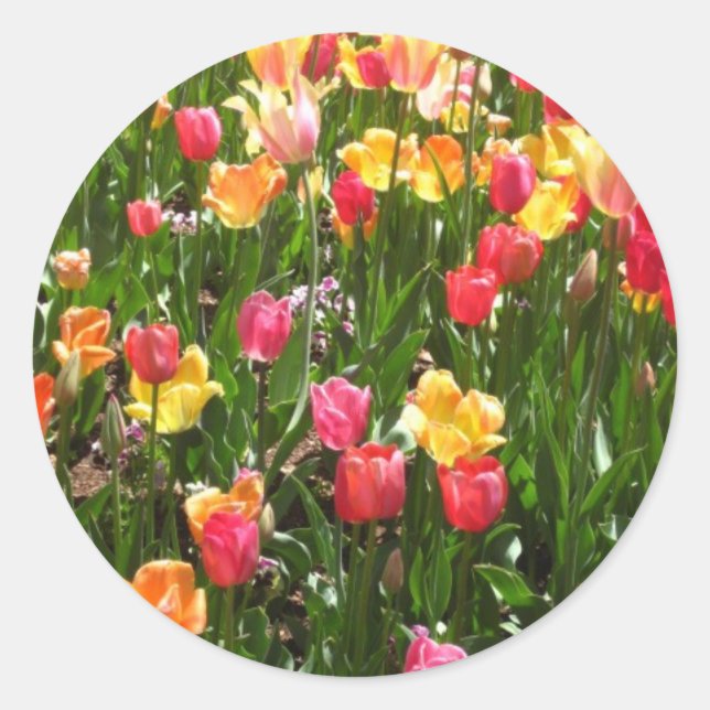 tulip,colorful classic round sticker (Front)
