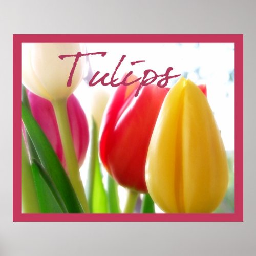 Tulip Colors Poster