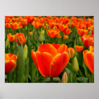 Tulip Delight 2 Poster