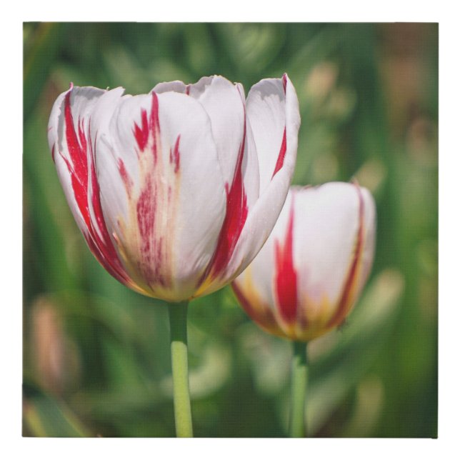 Tulip Delight Faux Canvas Print (Front)