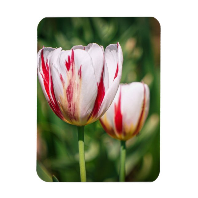 Tulip Delight Magnet (Vertical)