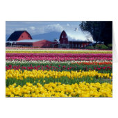 Tulip display field (Front Horizontal)